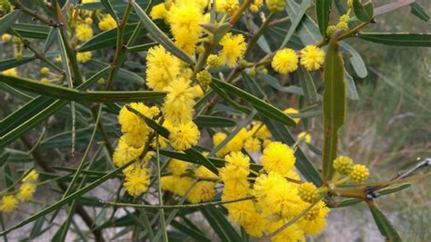 Plantfiles Pictures Acacia Species Creeping Wattle Golden Wreath