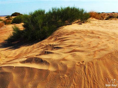 Karakum desert in Almaty region, Kazakhstan. » WildTicket Asia ...