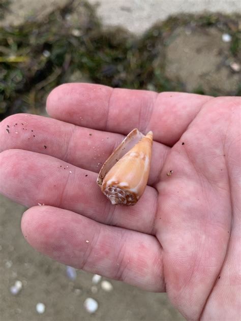 Cone Snails And Allies From Selat Badung Bali Id On July At