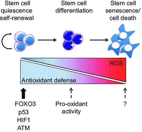 Ros Effects On Stem Cells Quiescent And Or Self Renewing Stem Cells