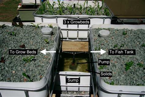 Building An Aquaponics System With Ibcs Ecofilms