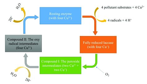 Catalytic Cycle Of Laccase Catalyzed Oxidation Of An Organic Pollutant