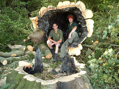 Kent Tree Surgeons Large Mark Jones Tree Surgery