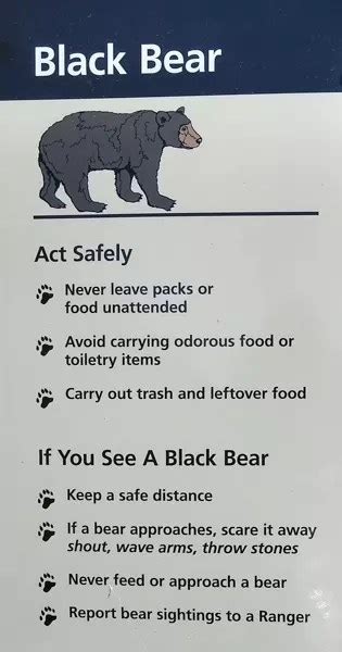 Be Bear Safe in the Guadalupe Mountains - Guadalupe Mountains National ...