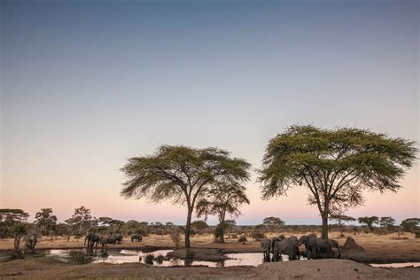 Auf Kaffee Safari Exotische Limited Edition Aus Sambia Tchibo