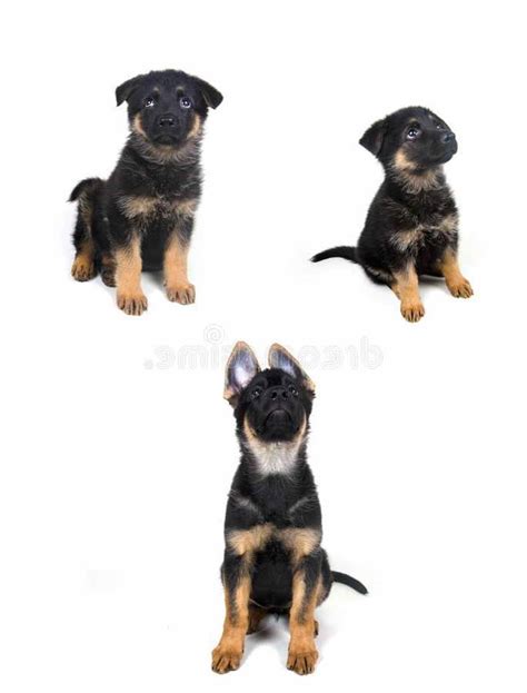 German Shepherd Growth Stages | PETSIDI