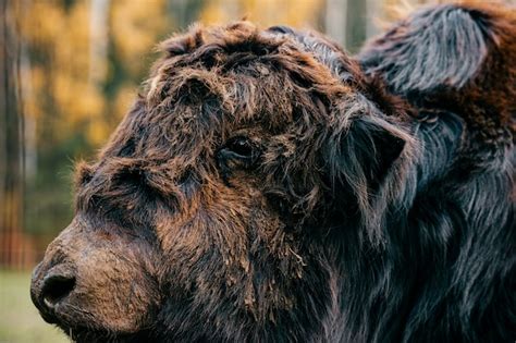 Premium Photo Mongolian Yak Closeup Portrait