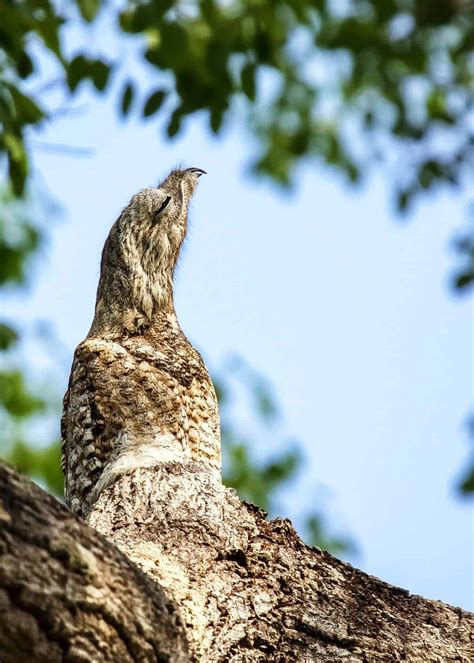 30 Potoo Facts: The Bird Behind the Meme (7 Potoo Species) Tons of Photos! | JustBirding.com