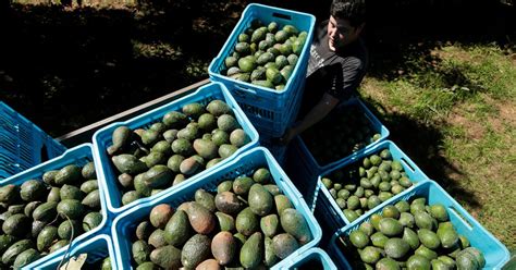 Presentan Queja Ambiental Contra Producci N De Aguacate En M Xico Ante