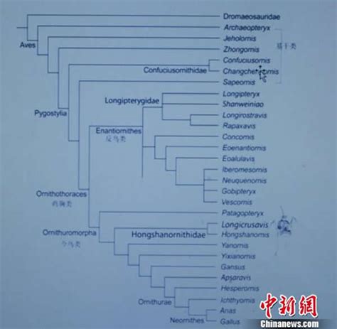 “星海鸟”化石可能是白垩纪鸟类的一个新类群 神秘的地球 科学自然地理探索