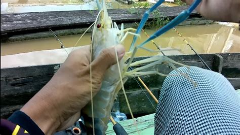 Mata Kail Sampai Patah Mancing Masak Udang Galah Prawn Fishing