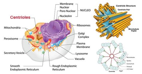 المريكزان Centrioles في الخلايا الحيوانية وليس النباتية يحوي المركز