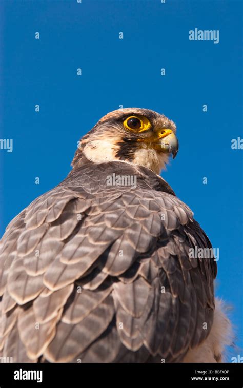 A Captive Lanner Falcon Falco Biarmicus Bird Of Prey Portrait In The