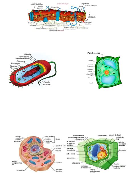 Organelos Celulares Estructura Y Función Reveladas