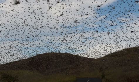 What is Locust Plague And Why Should India be Worried – All You Need to ...