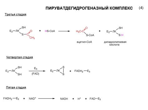 Пируватдегидрогеназный комплекс - online presentation