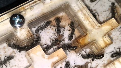 Diacamma Scalpratum Eggs Pt1 Youtube