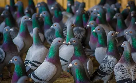 What To Do If You Find A Homing Pigeon My Bird Garden