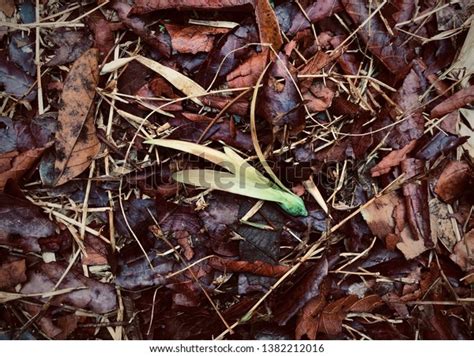 White Meranti Fruits On Dried Leaves Stock Photo 1382212016 | Shutterstock