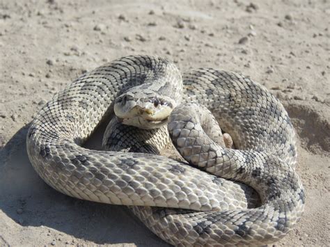 Mexican Hognose Snake From Tlahualilo Dgo M Xico On May At