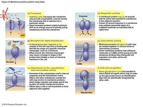 Osmosis And Diffusion Flashcards Quizlet