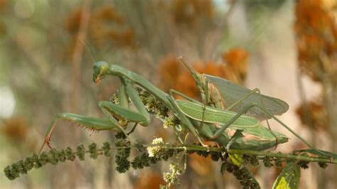 Male And Female Praying Mantis