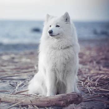 Samoyed PFP