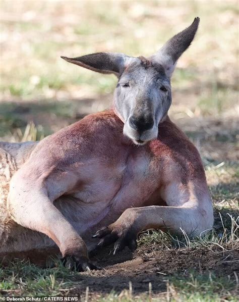 Tolle Vorbereitung Das entzückende Känguru wird dank seiner Muskeln