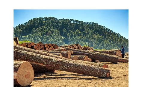 Presentan informe sobre la producción forestal en México Prensa Animal