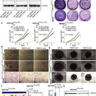 TRIP13 Promotes Malignant Phenotypes And Growth Of CRC Cells A