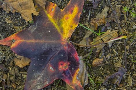 The Big Fall Leaf of Many Colors Stock Photo - Image of creek, greens ...