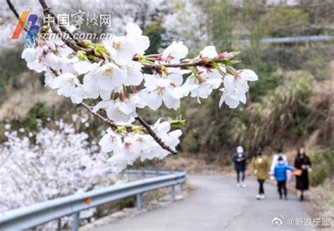 美爆了！奉化溪口樱花谷惊艳游人