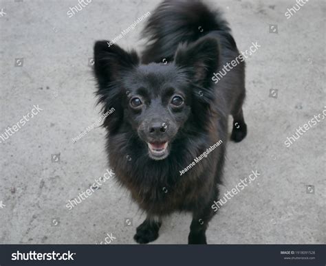 2,703 Pets Pomeranian Mix Images, Stock Photos & Vectors | Shutterstock