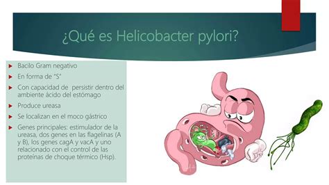 Helicobacter pylori y su relación con el cáncer gástrico PPT