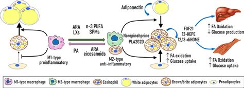 Fatty Acid Modulation Of Crosstalk Between Immune Cells Preadipocytes