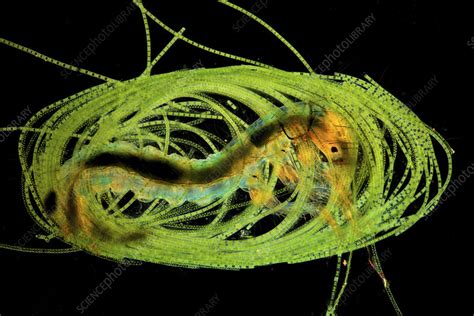 Caddisfly Larva In A Protective Algal Case Light Micrograph Stock