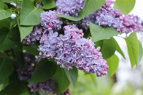 What to Know About Lilac Bush Care | The Family Handyman