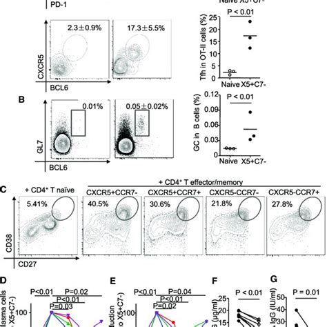 Circulating Ccr Lo Pd Hi Cxcr Tfh Precursor Cells Promote