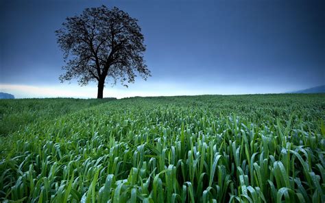 Crop Field Wallpapers Top Những Hình Ảnh Đẹp