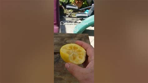 Eating Lemon Peel Is Delicious And I Didnt Know It Youtube