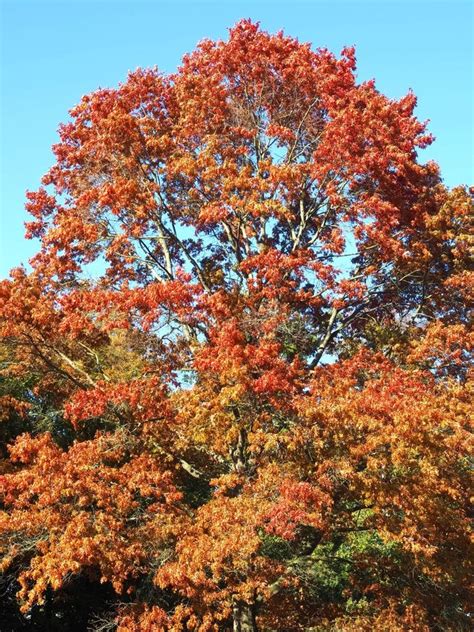 Colors Of Autumn Fall Red Scarlet Oak Tree Querus Coccinea Stock Photo