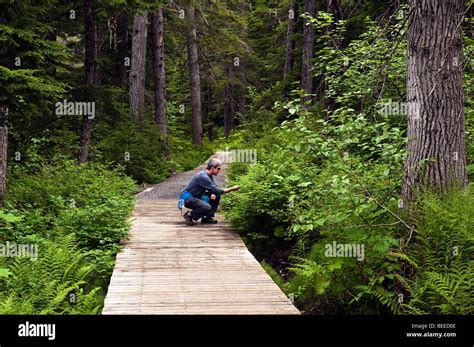 Hiking Trail Winner Creek Chugach National Forest Alaska Usa Stock