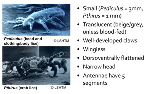 Ectoparasites Flashcards Quizlet