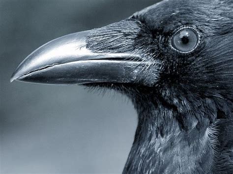 Eye to eye | Raven bird, Raven art, Crow images