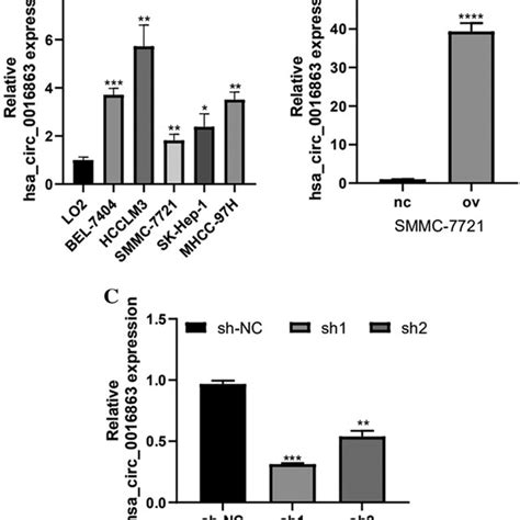 The Expression Level And Transfection Efficiency Of Hsa Circ 0016863 In