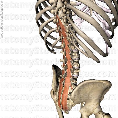 Anatomy Stock Images Spine Musculus Multifidus Muscle Multifidi Spinous Process Sacrum Back