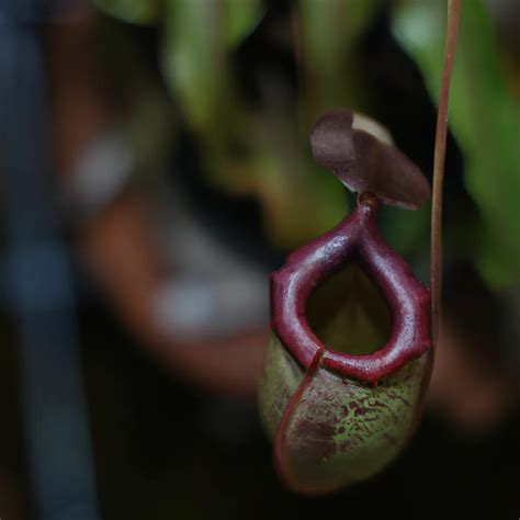 Descubra A Fascinante Nepenthes Northiana