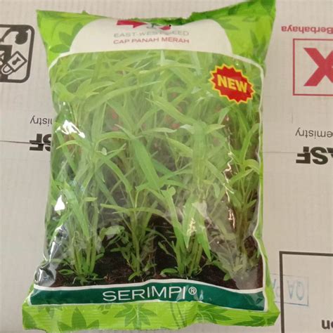 Jual Benih Kangkung SERIMPI Cap Panah Merah 1 000gr Shopee Indonesia