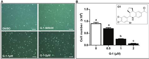 Effect Of Putative Gper Agonist G On Morphology And Proliferation Of