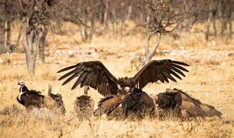 African Child Vulture